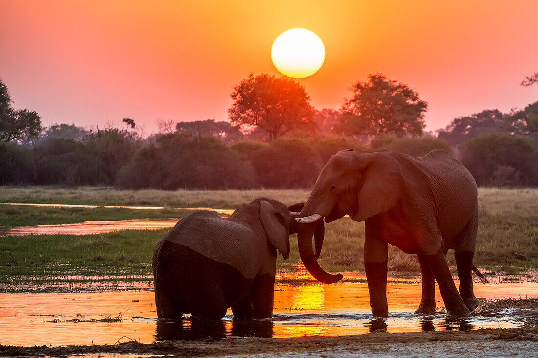 Zwei afrikanische Buschelefanten (Loxodonta africana) beim Zusammenspiel am Flussufer bei Sonnenuntergang; Okavango Delta, Botswana