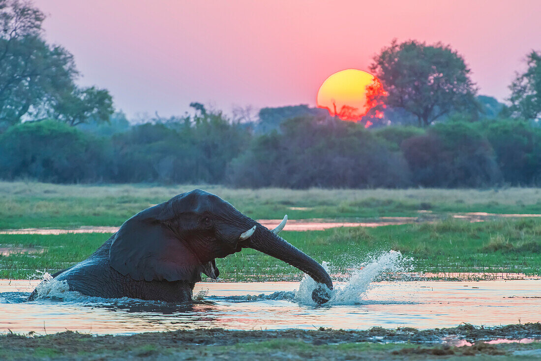 Afrikanischer Buschelefant (Loxodonta africana) taucht in den Fluss ein, spritzt mit dem Rüssel und trinkt im Wasser, während die Sonne hinter den Bäumen untergeht; Okavango Delta, Botswana