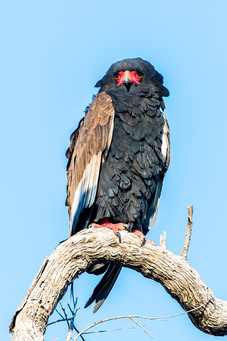 Close-up portrait of a Bateleur eagle (Terathopius ecaudatus) perched on twisted tree branch against a blue sky; Africa