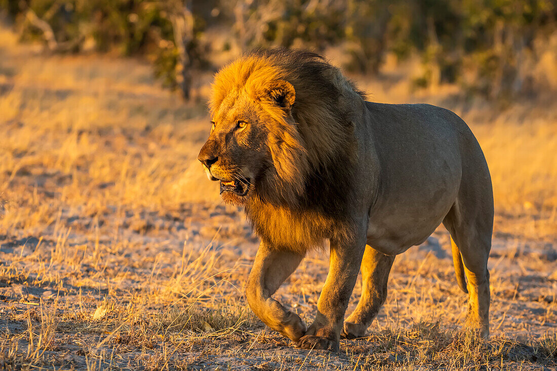 Male Lion (Panthera leo) walking along the savanna looking towards the sunrise; Okavango Delta, Botswan