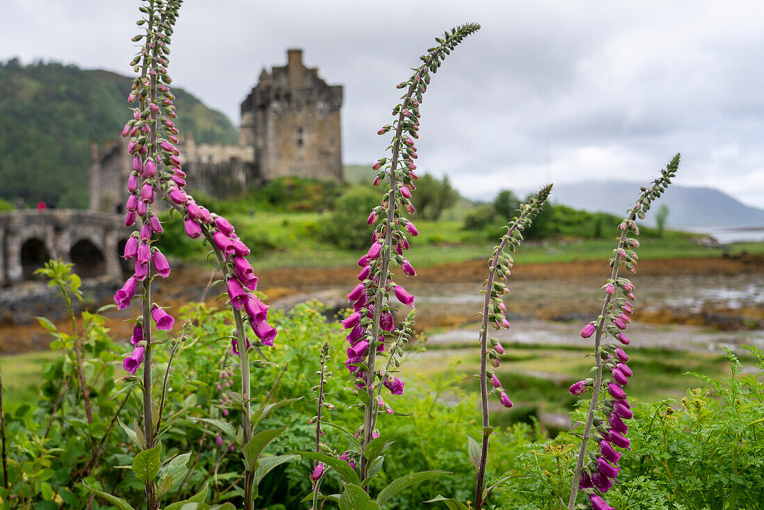 Ein Blick auf Eilean Donan Castle und seine Dammbrücke und Wildblumen in Kyle of Lochalsh, Schottland; Kyle of Lochalsh, Schottland