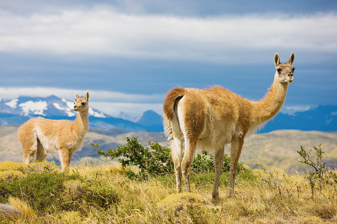 Zwei Guanakos (Lama Guanicoe) stehen auf einem Gebüsch mit den Anden in der Ferne, Torres del Paine National Park; Patagonien, Chile