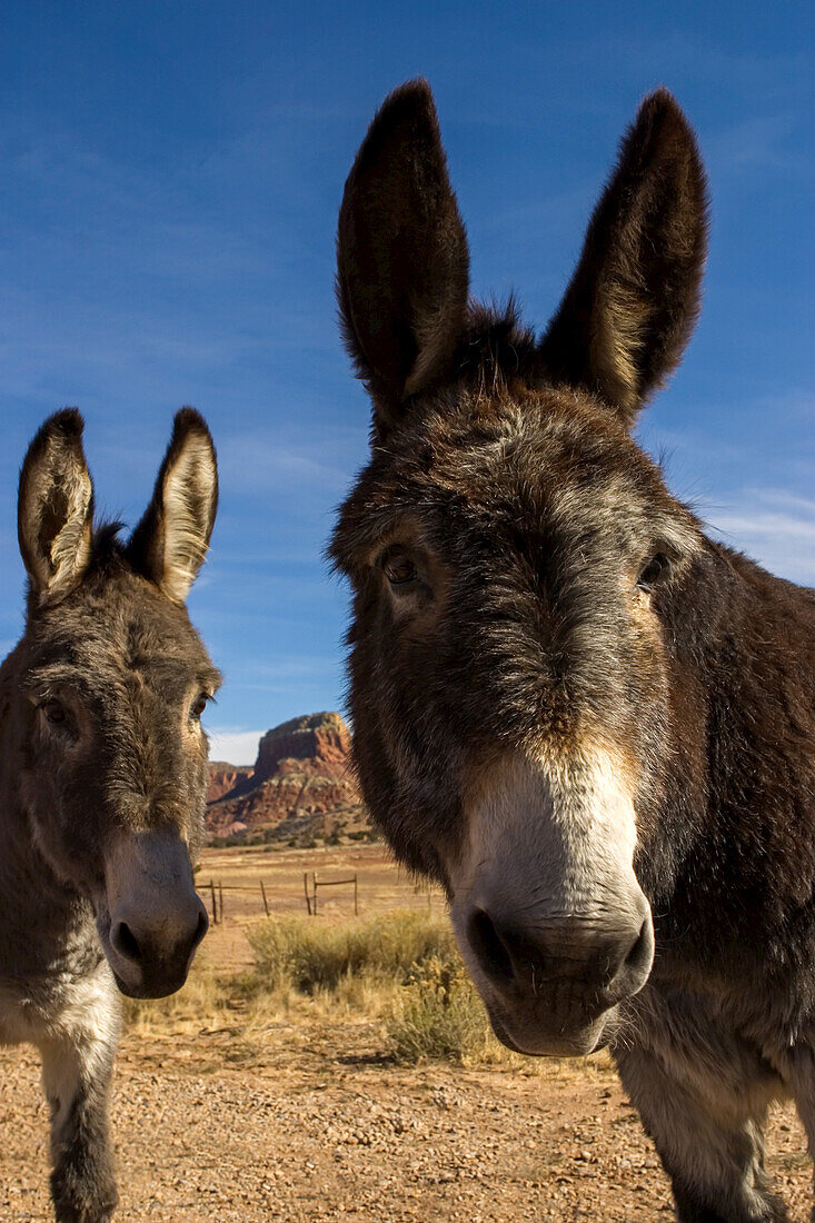 Donkeys peer at the camera in a desert scene.