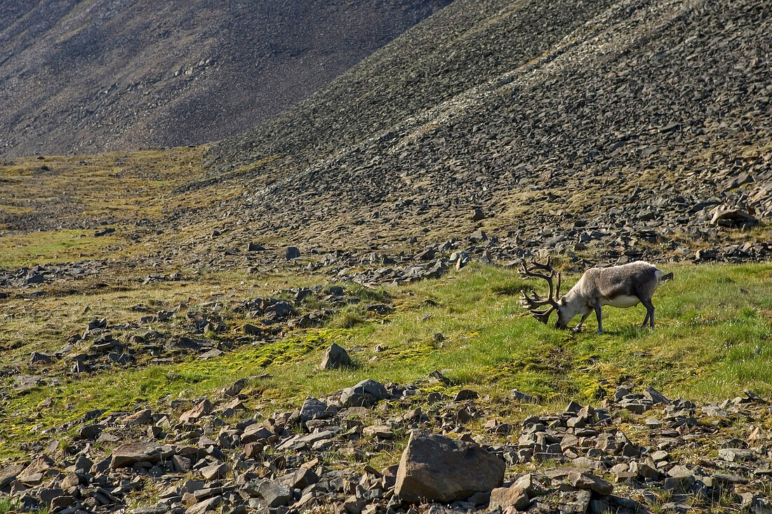 Ein Spitzbergen-Rentier beim Grasen in der felsdurchsetzten Tundra.