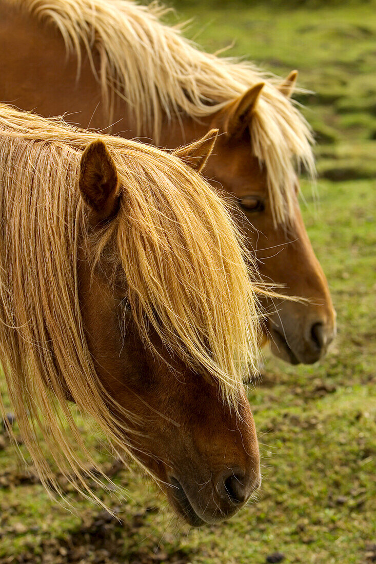 Ein Paar Islandpferde, Equus scandinavicus, mit gesenkten Köpfen.