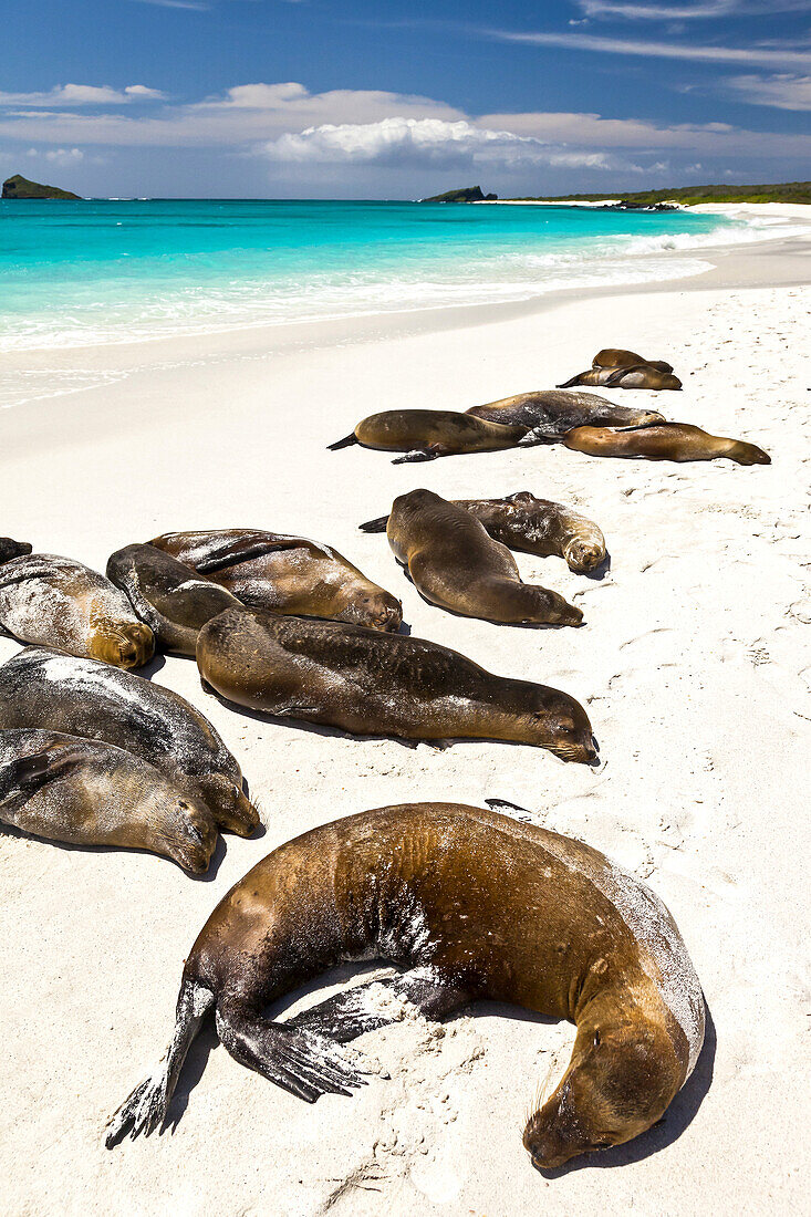 Galapagos-Seelöwen, Zalophus wollebaeki, ruhen sich an einem Strand aus.