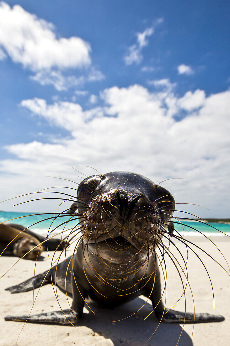 Close up portrait of a Galapagos sea lion, Zalophus wollebaeki.