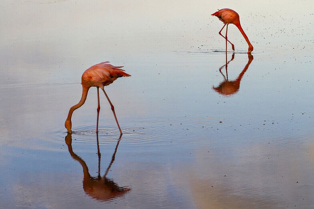 Pink flamingos lean down for a drink of water.