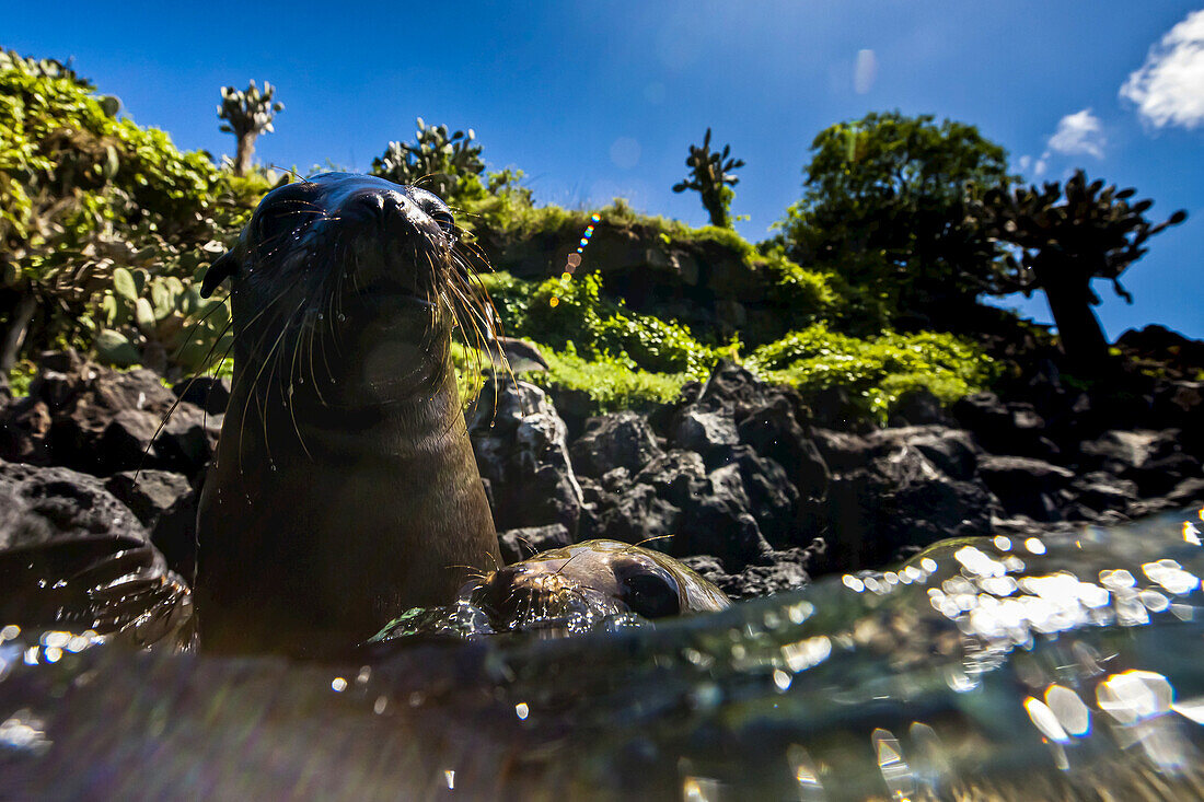 Close up of Galapagos sea lions in the water