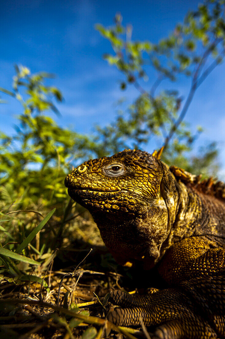 Close up profile of a Galapagos land iguana.