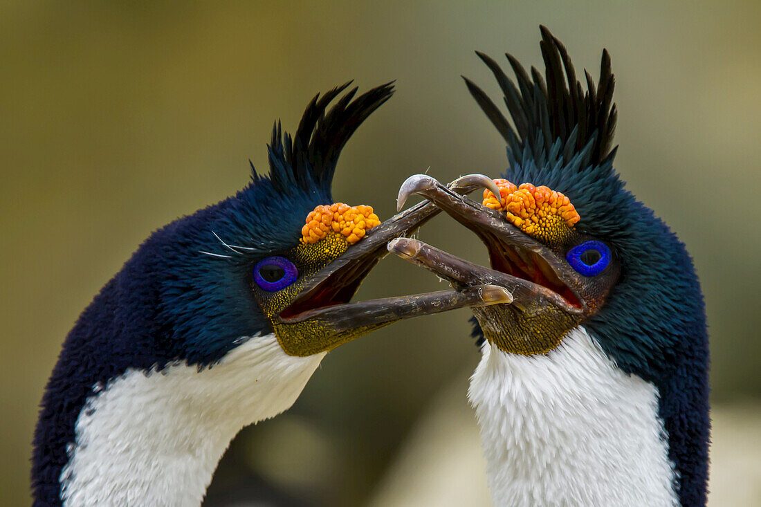 Close up of two blue-eyed shags locking beaks.
