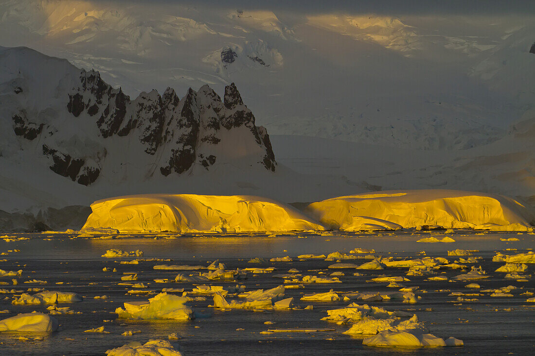 Sunrise lights icebergs.