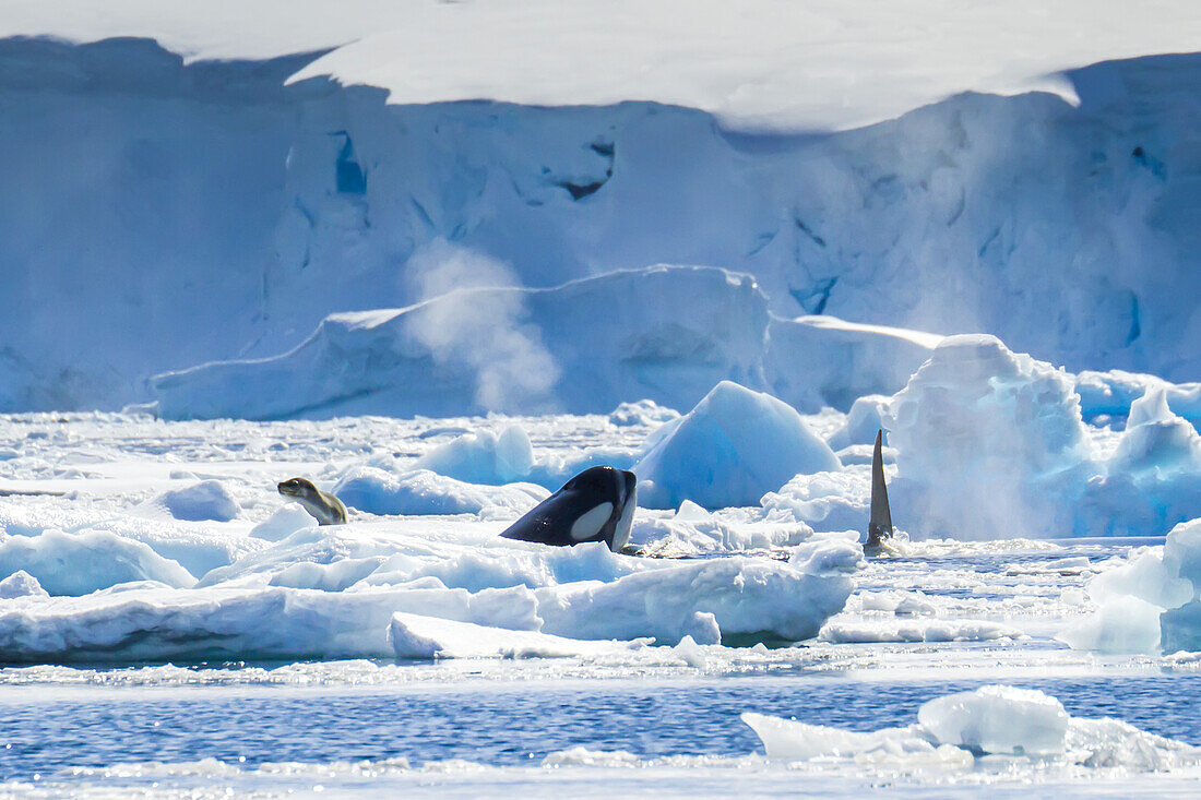 Killer whales hunt in pack ice as a group.