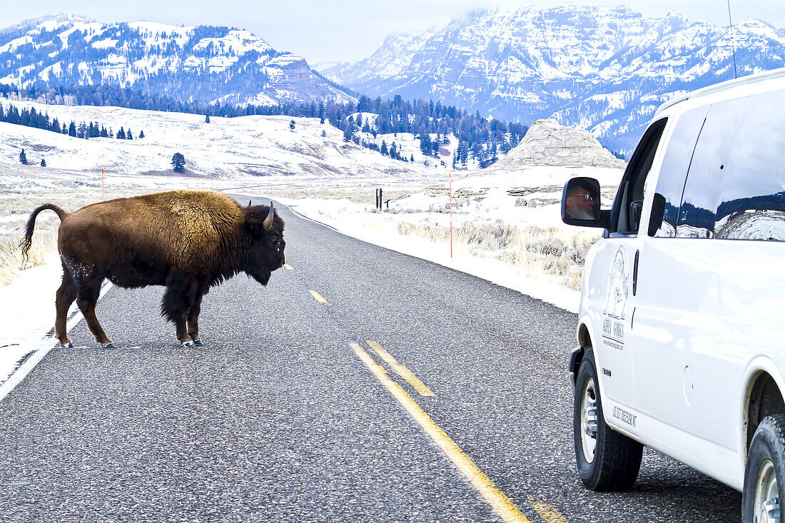 A buffalo crosses the road in front of a touring van.