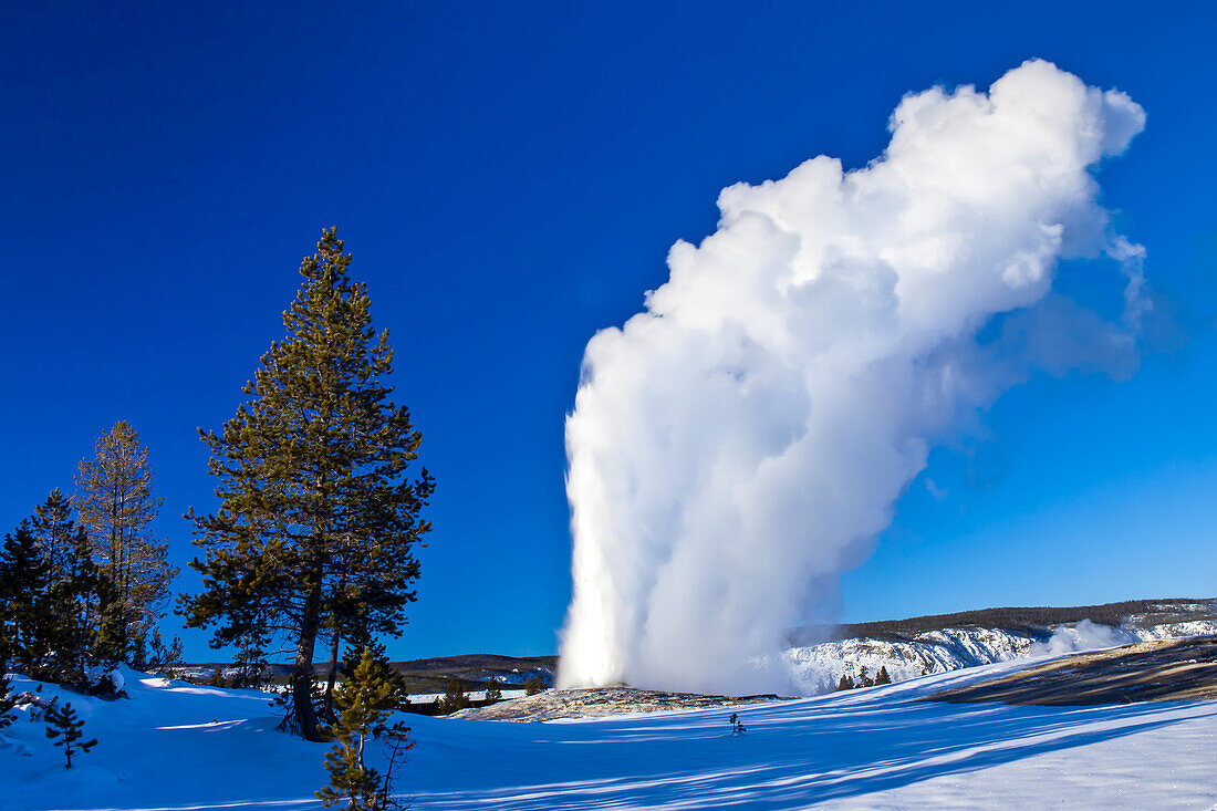 Old Faithful geyser erupts in a winter landscape.