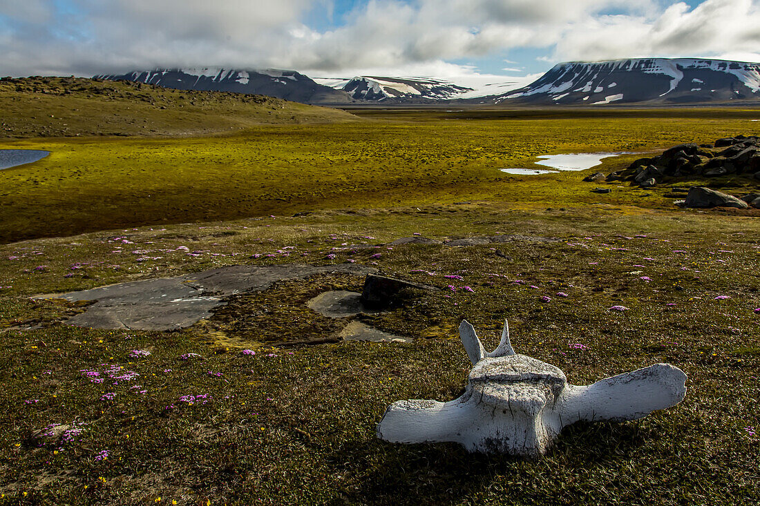 A bowhead whale vertebrae on the empty tundra.