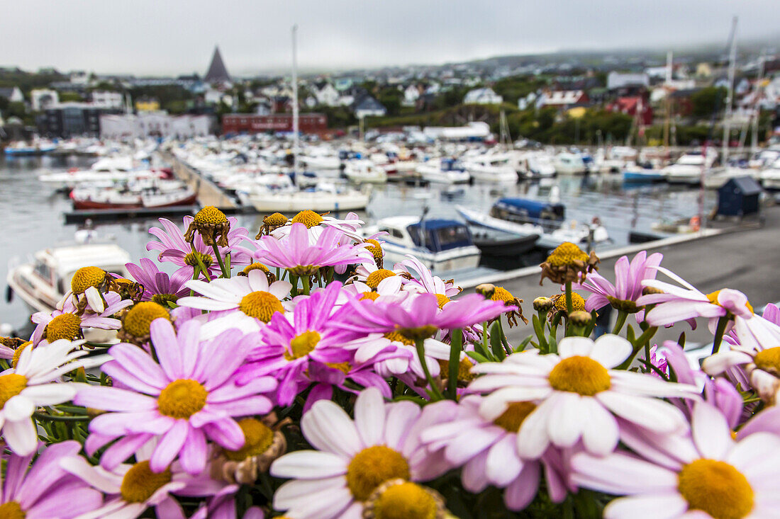 Nahaufnahme von rosa Blumen mit Blick auf den Innenhafen von Torshavn.