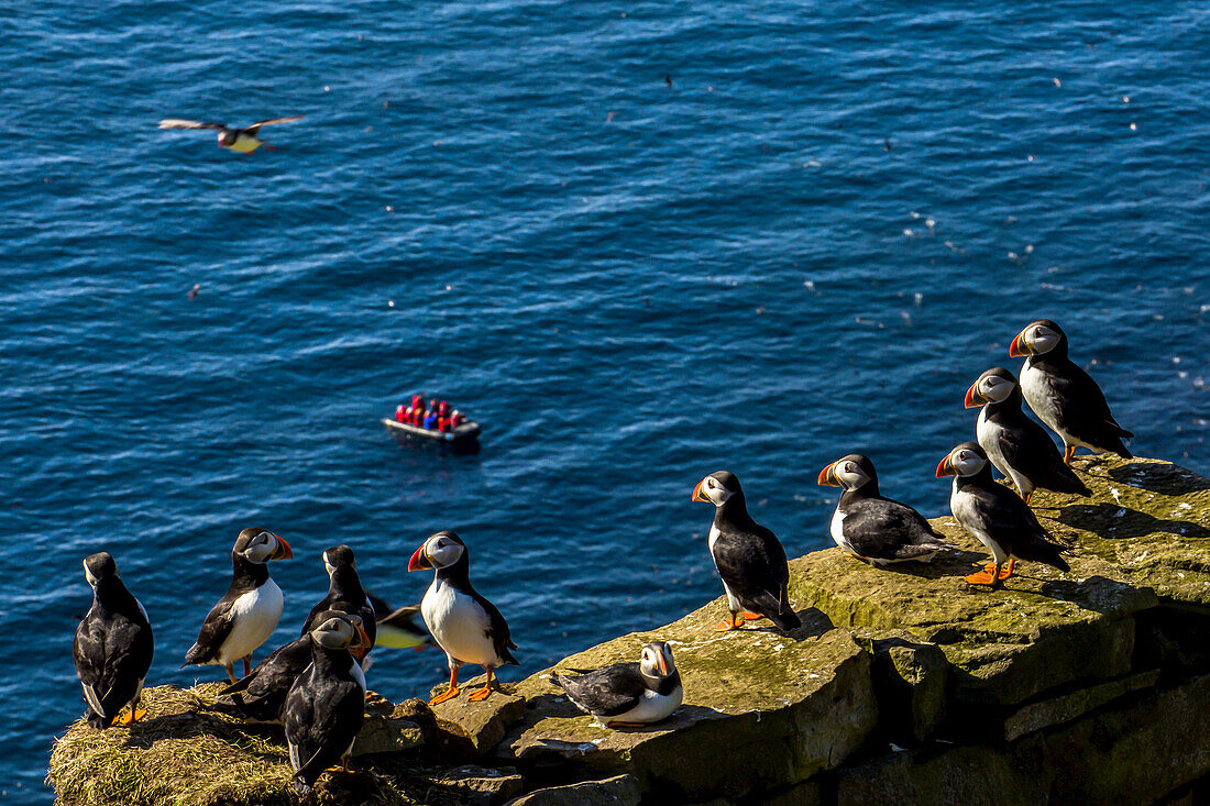 A zodiac with travelers approaches a cliff with Atlantic puffins.