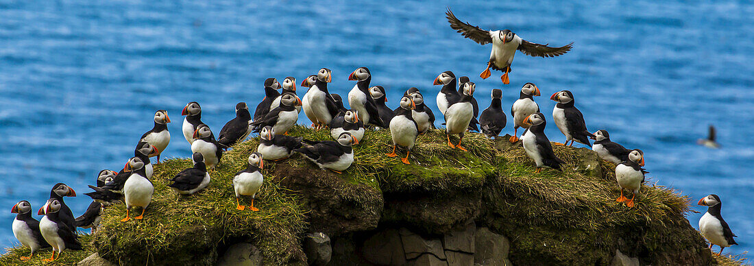 A flock of Atlantic puffins perch on a seaside cliff.