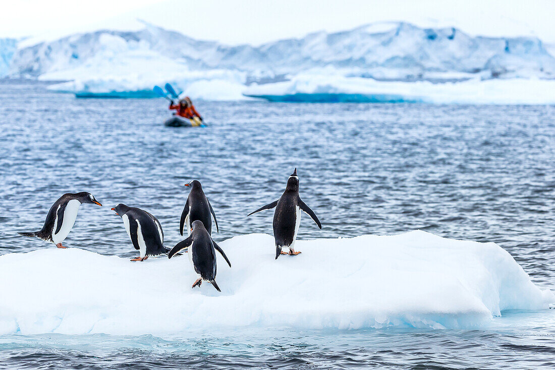 Kajakfahrer beobachten Eselspinguine in der Nähe von Cuverville Island, Antarktis.