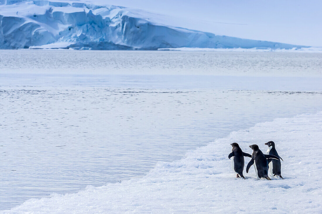 Adelie Penguins walk on pack ice in Active Sound near the Weddell Sea in Antarctica.