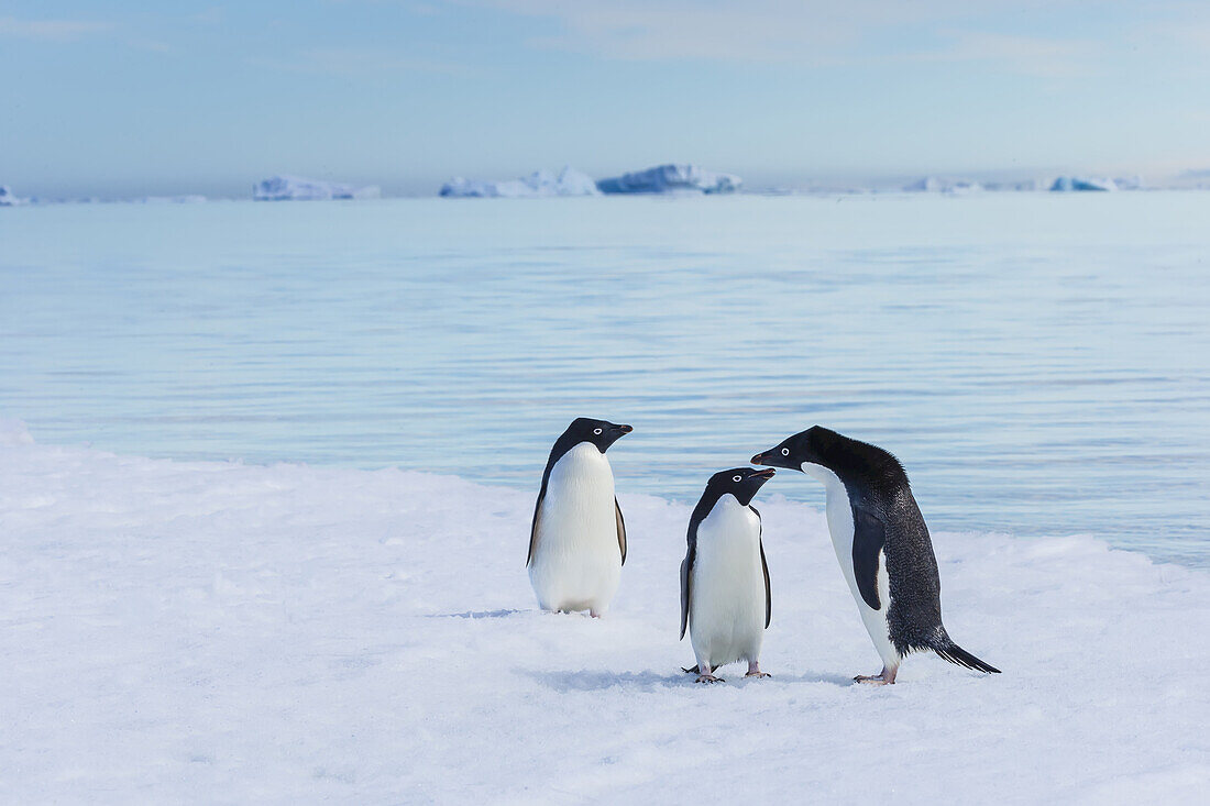 Adelie Penguins walk on pack ice in Active Sound near the Weddell Sea in Antarctica.