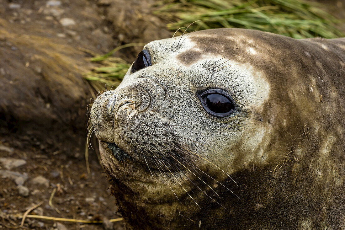 A close up of a Southern Elephant Seal near Cooper Bay in South Georgia, Antarctica.