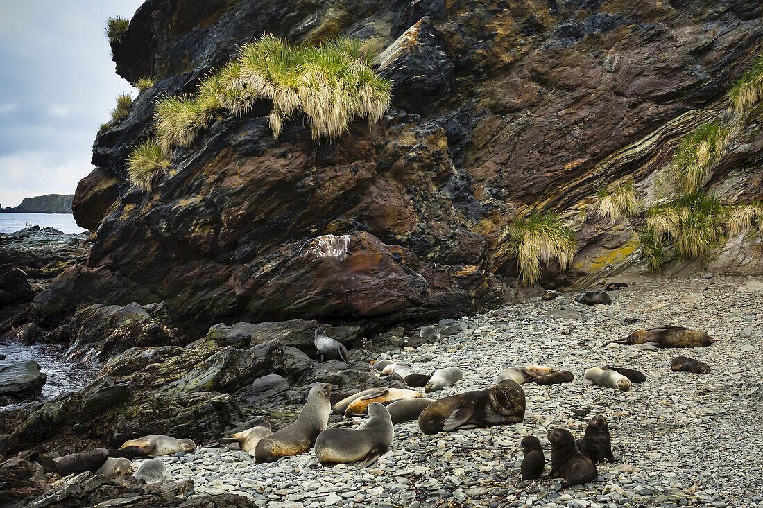 Antarctic Fur Seals near Cooper Bay in South Georgia, Antarctica.