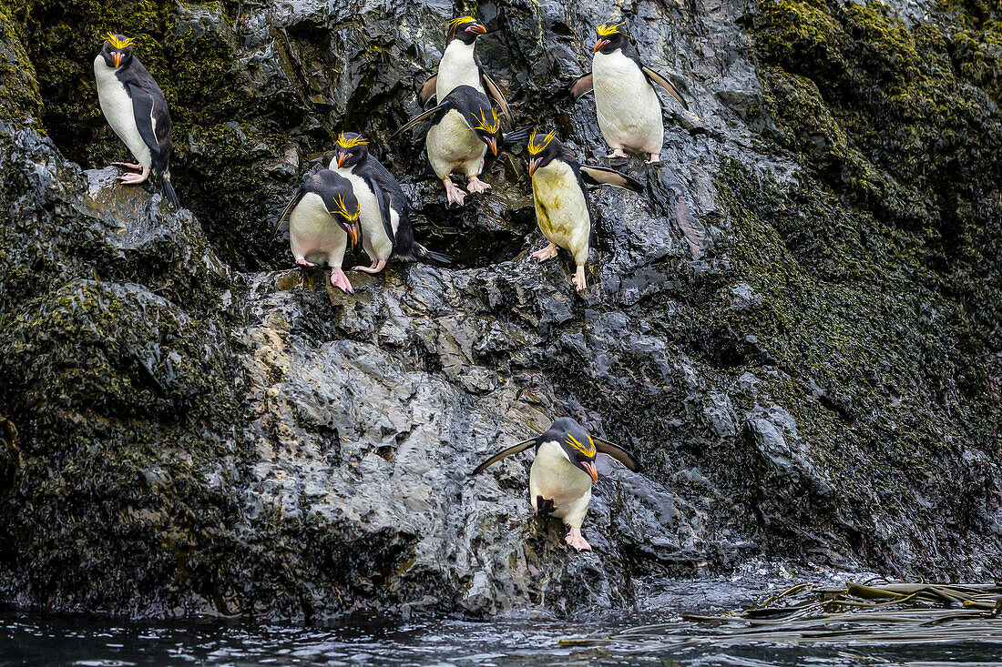 Macaroni Penguins in the surf zone near Elsehul Bay in South Georgia, Antarctica.