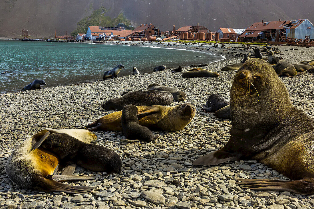 Antarctic Fur Seals at a historic whaling station in Stromness, South Georgia, Antarctica.