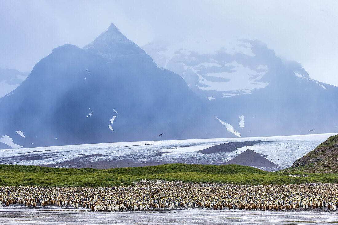 A colony of King Penguins in front of a glacier in South Georgia, Antarctica.