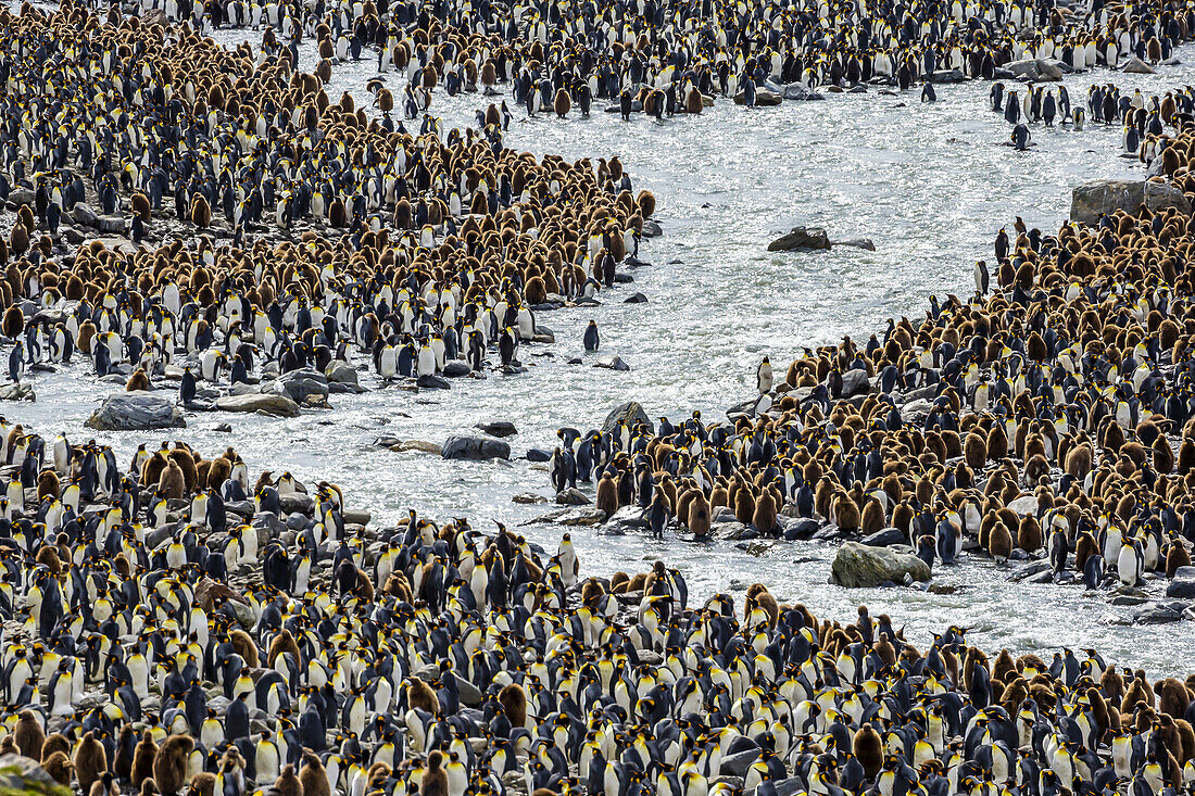 Eine nistende Kolonie von Königspinguinen auf den Salisbury Plains in Südgeorgien, Antarktis.