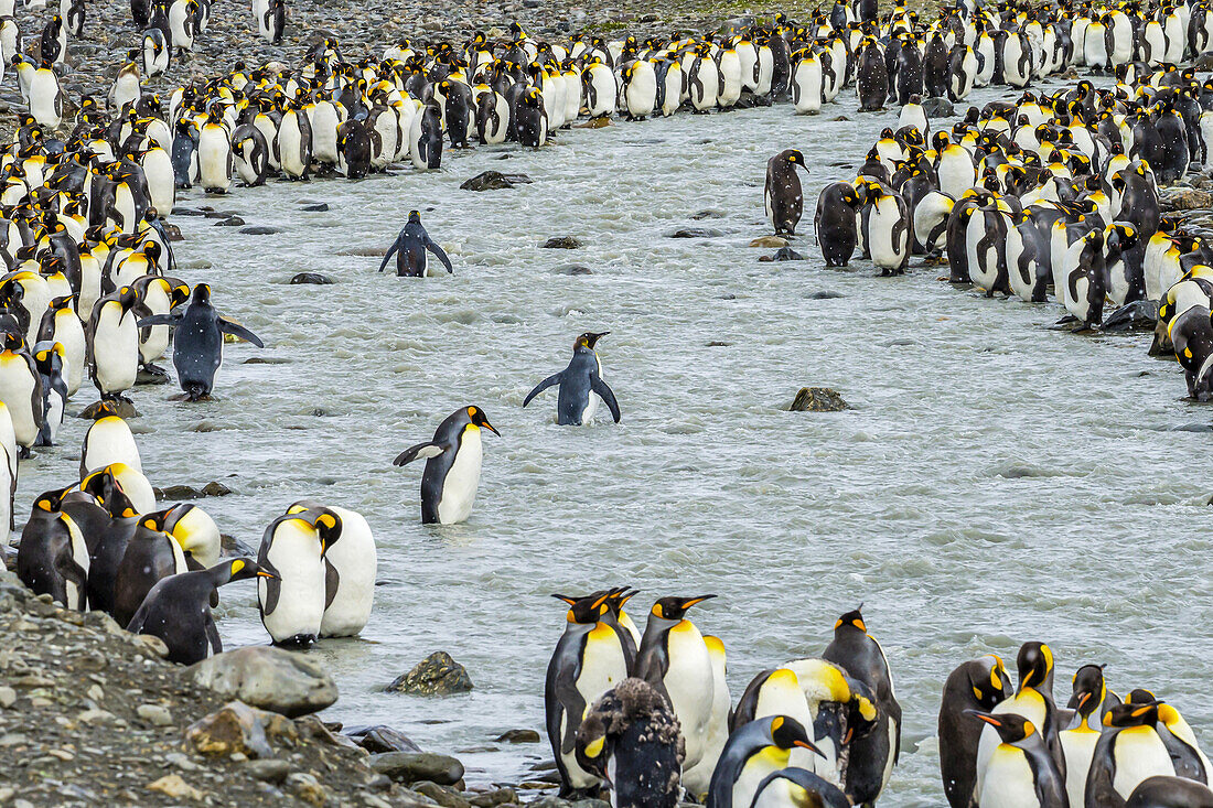 Königspinguine waten in der Nähe der St. Andrews Bay in Südgeorgien, Antarktis.