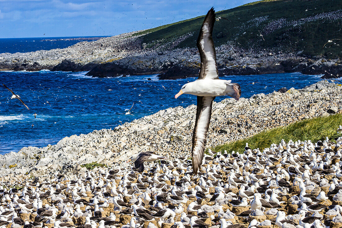 World's largest colony of Black-browed Albatross on Steeple Jason Island in the Falkland Islands.