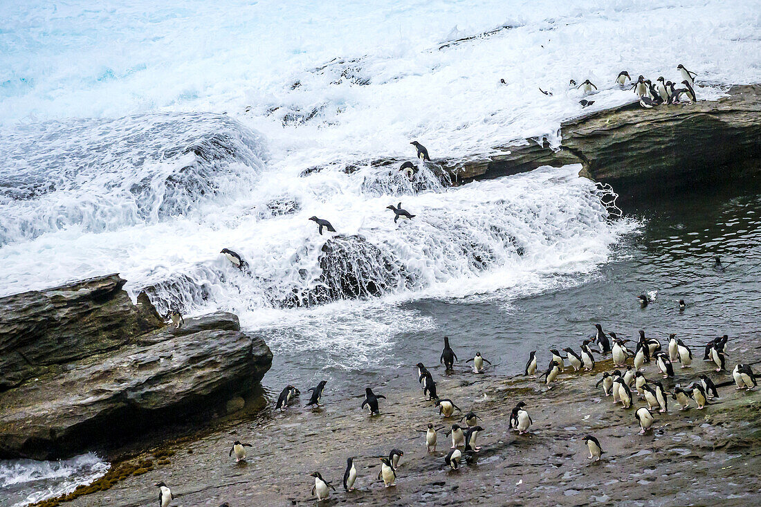 Felsenpinguine trotzen der Brandungszone auf den Falklandinseln.