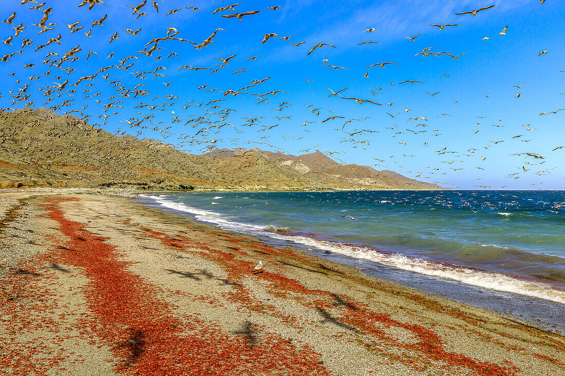 California gulls feast on red pelagic crabs on Magdalena Island.