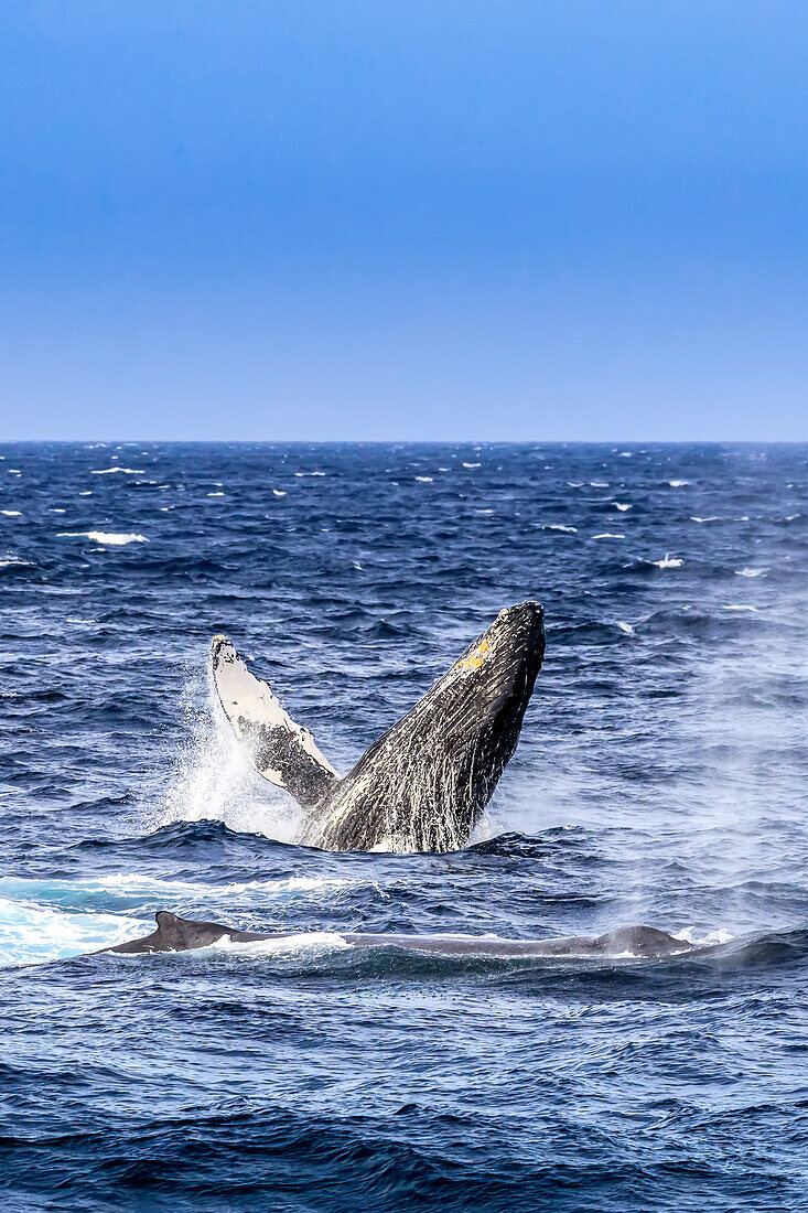 Breaching behavior of a humpback whale, Megaptera novaeangliae.