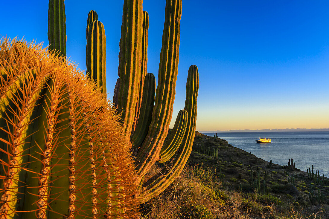 Desert sunset on Santa Catalina Island over a giant barrel cactus and cardon cactus with an expedition ship on the Sea of Cortez along the coast; Baja California, Mexico
