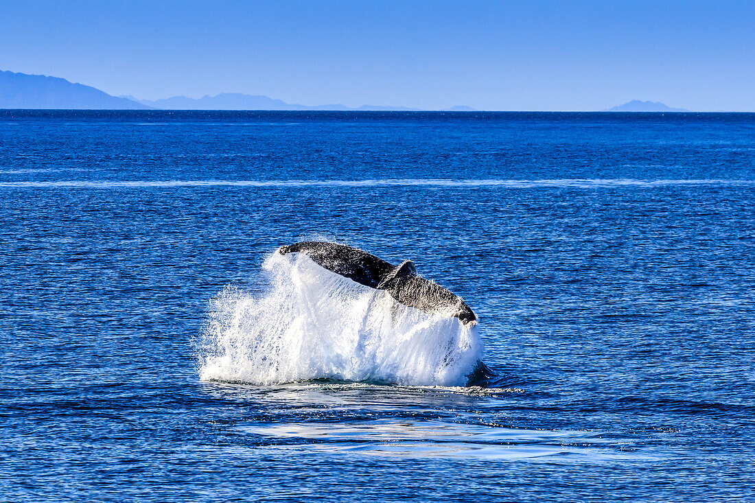 Lobtailverhalten eines Buckelwals, Megaptera novaeangliae.