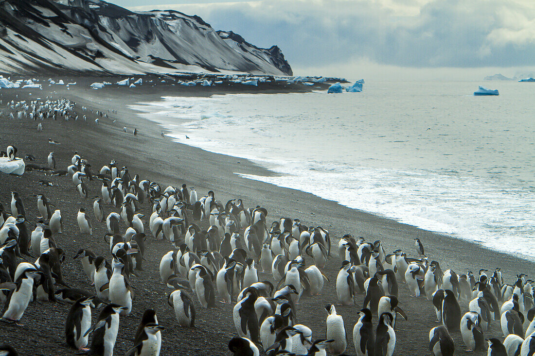 Chinstrap penguins on an icy beach.