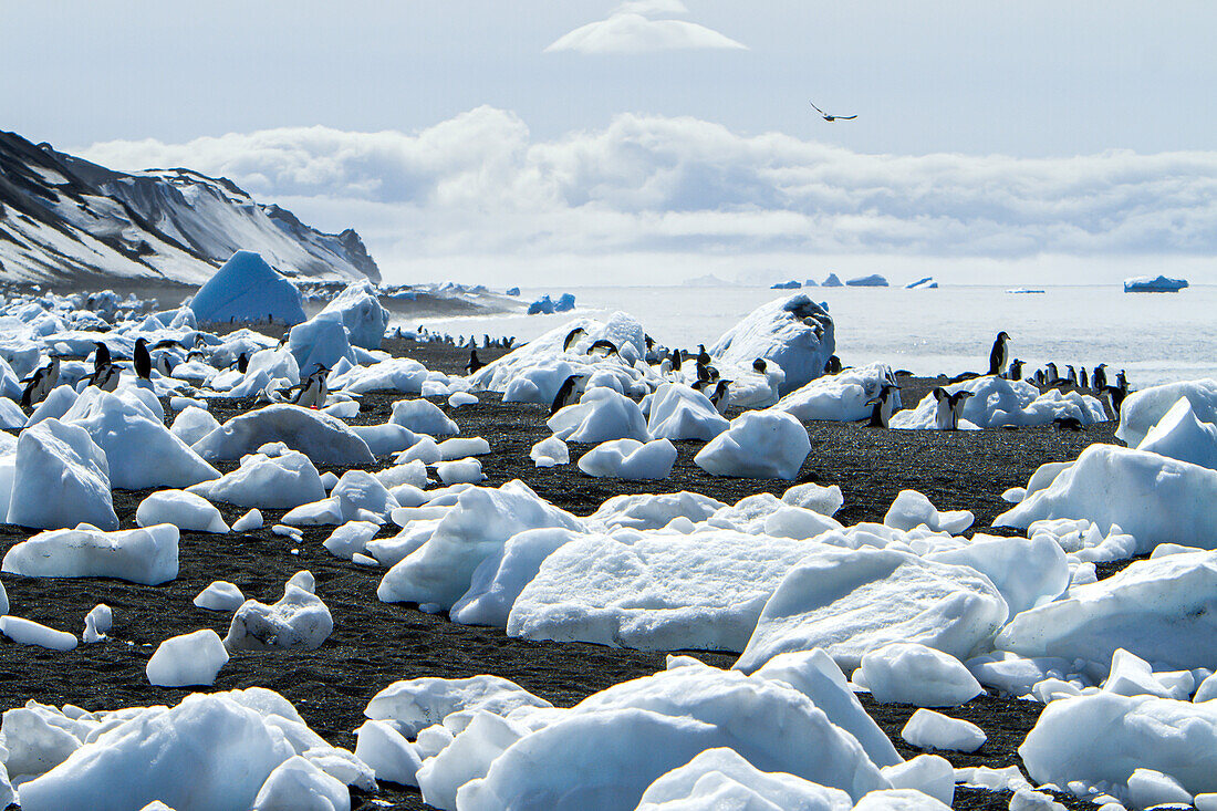 Chinstrap penguins on a beach strewn with ice.