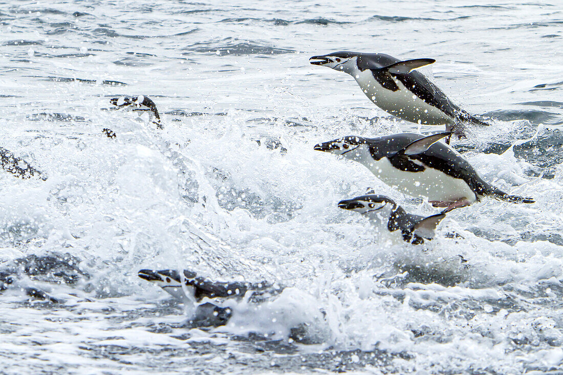 Chinstrap penguins swim in the surf.