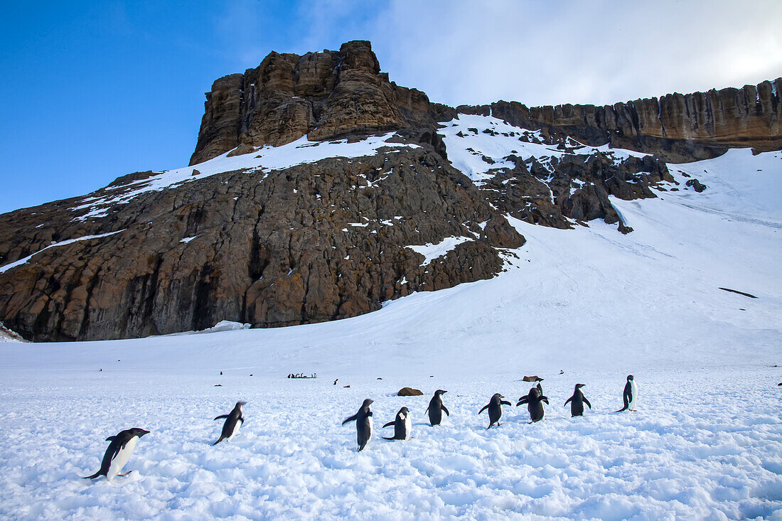 Adelie penguins walk across snow under a mountain peak.