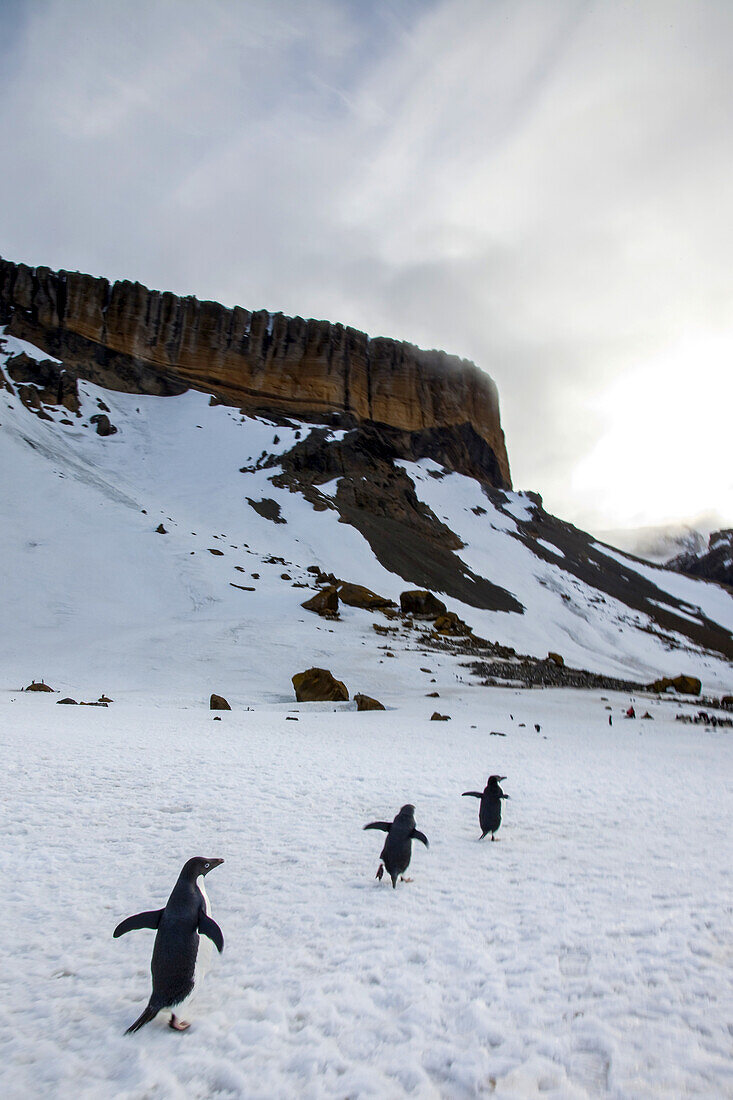 Adeliepinguine laufen auf Schnee auf einen steilen Berg zu.