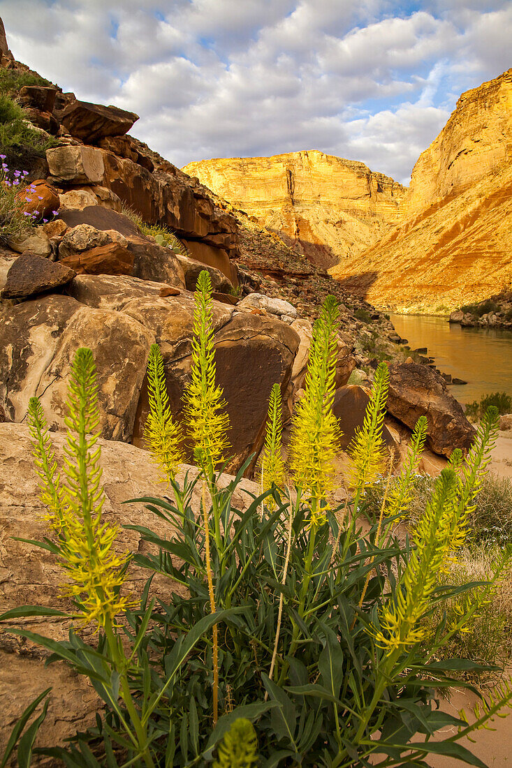 Princess plume grows in a canyon on the side of the Colorado River.