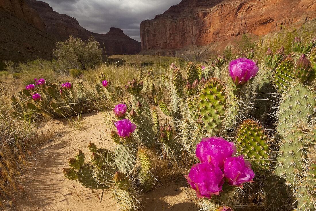 Grizzly bear prickly pear cactus, Opuntia erinacea.