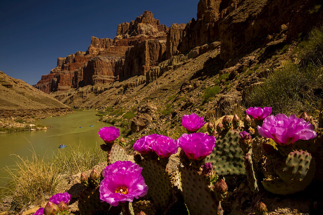 Prickly pear cacti and rafters on the Colorado River.