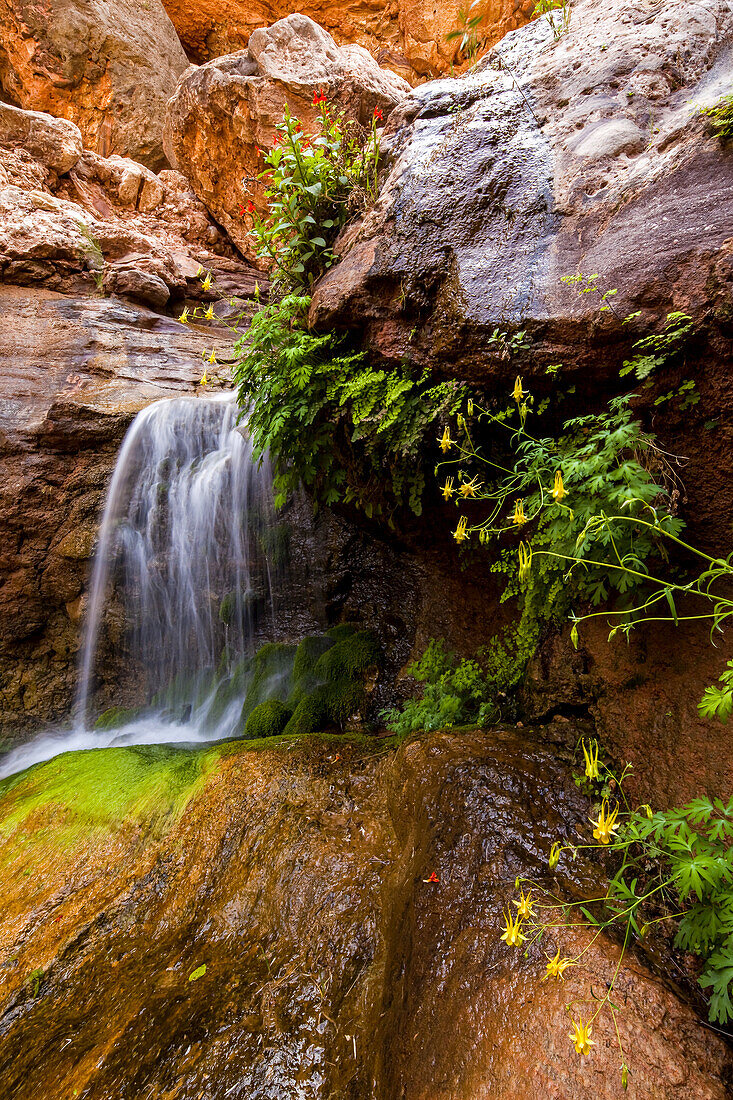 Crimson monkey and yellow columbine grow on rocks near a waterfall.