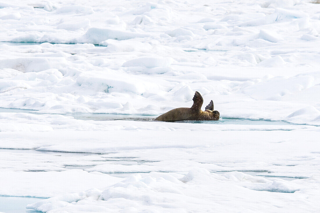 A walrus lying down on pack ice with its front flippers to the sky.