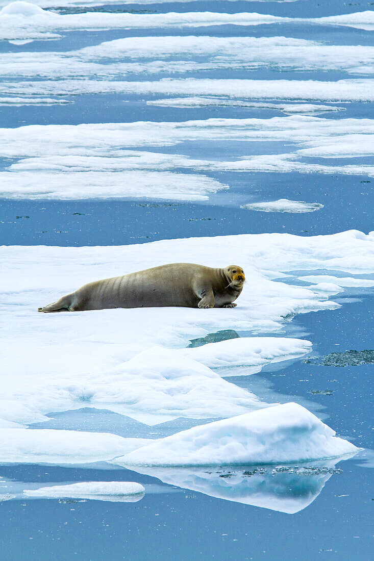 A bearded seal rests on pack ice on the Arctic Ocean.